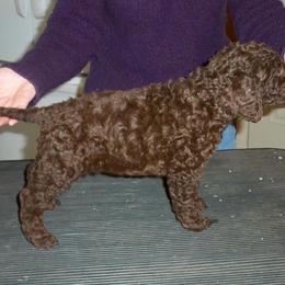 Curly-Coated Retriever Puppies from Kurly Kreek