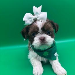 Rosie - Liver and white female Shih Tzu puppy in Avondale, Arizona from Riley Family Shih Tzus