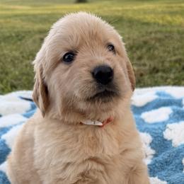 Team Argentina - Pink Collar - Golden female Golden Retriever puppy in Meriden, Kansas from Sunkissed Retrievers
