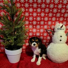 Max - Tri-color male Cavalier King Charles Spaniel puppy in Pennsylvania from Julie's Cavalier King Charles Spaniels