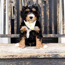 Boy 4 - Tri-color male Bernedoodle puppy in Salt Lake County, Utah from Coco Avenue Pups