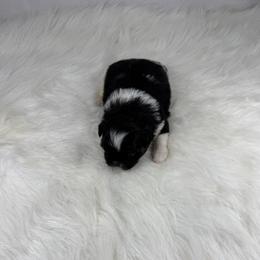 Paris - Black and white female Shih Tzu puppy in Columbia, Kentucky from Lisa Bandy Luxe Shih Tzu