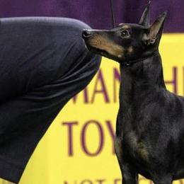 Manchester Terriers from Cottage Lake