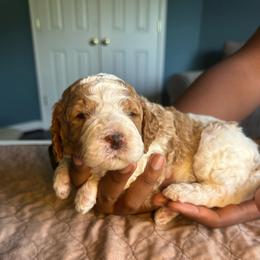 Green Collar Boy - Apricot male Australian Labradoodle puppy in Hagerstown, Maryland from Westfields Labradoodles