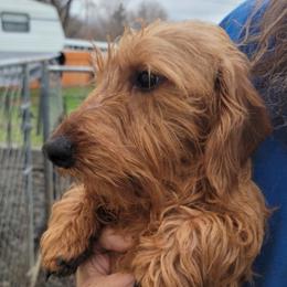 Buddy - Dachshund