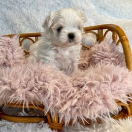 AKC Paisley - White female Maltese puppy in Bennettsville, South Carolina from Cottonwood Maltese