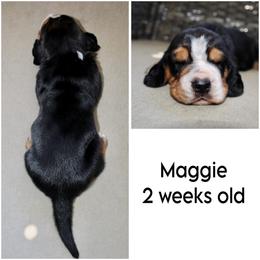 Maggie - Black brown and white female Basset Hound puppy in Jacksboro, Texas from Basset Hounds of Jacksboro, Tx