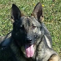 Belgian Malinois and German Shepherds from Ogichidaawi Von Schaeferhaus