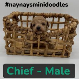 Chief - Green collar - Cream male Goldendoodle puppy in Cape Coral, Florida from Nay Nays Mini Doodles