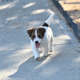 Rosemary Boy 1 - White and tan male Russell Terrier puppy in Middletown, Virginia from DBF Russell Terriers