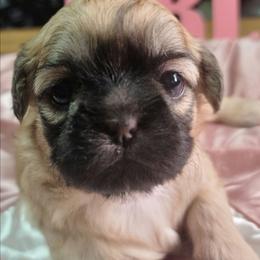 Girl Puppy 4 - Black and tan female Shih Tzu puppy in Belleville, Michigan from Patricia's Heavenly Earth Angels