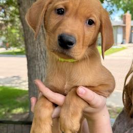 Francis - Yellow male Labrador Retriever puppy in Great Falls, Montana from Yogo Point Kennels