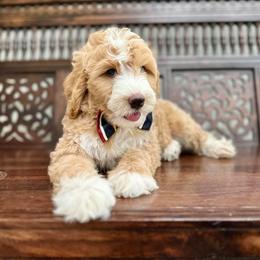 Bernedoodle and Cavapoo Puppies from Dulcito Doodles