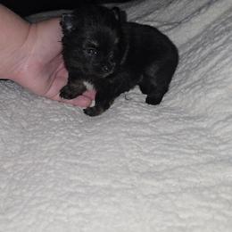 Daisy - Black and tan female Pomeranian puppy in Angleton, Texas from Pomeranian Palace, LLC