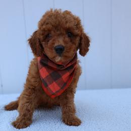 Duke - Red  male Goldendoodle puppy in Apopka, Florida from Rae Precious Puppies
