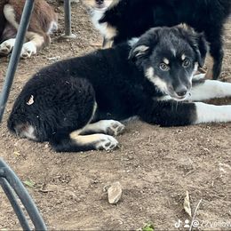 Miniature Australian Shepherd Puppies from Z’s Mini Aussies