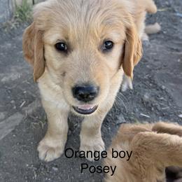 4th pick Orange collar boy - Dark golden male Golden Retriever puppy in Petaluma, California from Contango Goldens