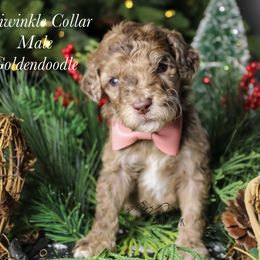 Periwinkle - Merle male Goldendoodle puppy in Plattsburgh, New York from Adirondack Poodles Goldendoodles,Bernedoodles & Schnoodles