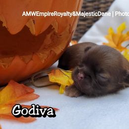 Great Dane and Shih Tzu Puppies from Empire Royalty and Majestic Dane