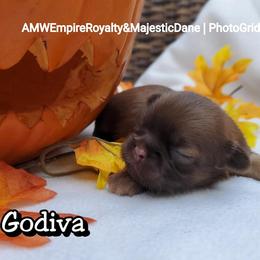 Great Dane and Shih Tzu Puppies from Empire Royalty and Majestic Dane