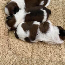 Shih Tzu Puppies from Shih Tzu Lovins