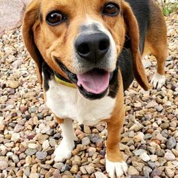 Buddy - Beagle