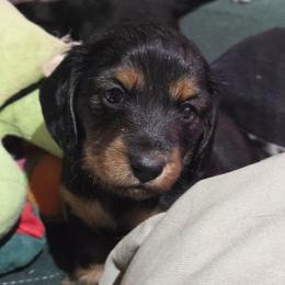 Sunshine - Black and tan female Dachshund puppy in Troy, Illinois from Walkers Weiners