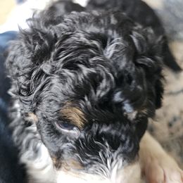Bernedoodle Puppies from Joyful Pastures Homestead