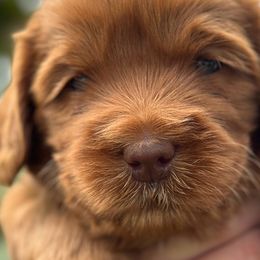 Darling - Red Australian Labradoodle puppy in Riverside, California from Sycamore Canyon Labradoodle