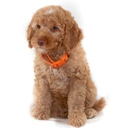 Purple Collar Boy - Caramel male Australian Labradoodle puppy in Statesville, North Carolina from Rose Cottage Labradoodles