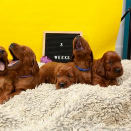 Irish Setter Puppies from Hocus Pocus Irish Setters
