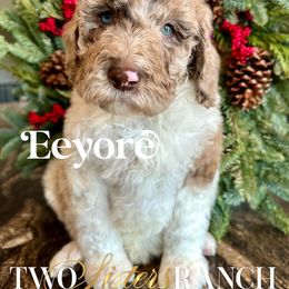 Eeyore - male Newfypoo puppy in Jackson, Missouri from Two Sisters Ranch, LLC