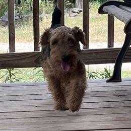 Augustus - Welsh Terrier