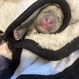 "KENZO 🐶❤️✅ 9 days BLUEE AND TAN adn Isabelle fluffy " French Bulldog Puppies from French OG Los Ángeles