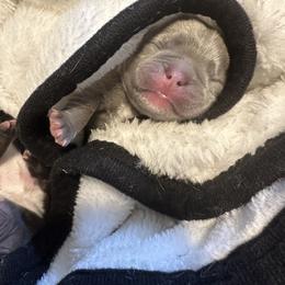 "KENZO 🐶❤️✅ 9 days BLUEE AND TAN adn Isabelle fluffy " French Bulldog Puppies from French OG Los Ángeles