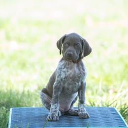 German Shorthaired Pointer and Vizsla Puppies from Nosam Kennels