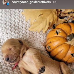 Golden Retriever Puppies from Country Road Golden Retrievers