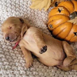 Golden Retriever Puppies from Country Road Golden Retrievers