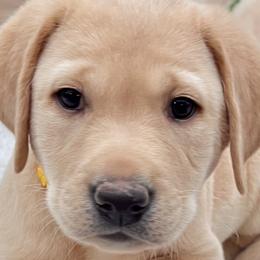 Hunter Mill Retrievers Light of Apollo (nickname Adolin) - Yellow male Labrador Retriever puppy in Vienna, Virginia from Hunter Mill Retrievers, LLC