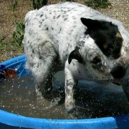 Australian Cattle Dogs from Woodin Farms