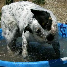 Australian Cattle Dogs from Woodin Farms