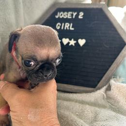 Girl 2 - Fawn female Pug puppy in Norborne, Missouri from Pug Palace