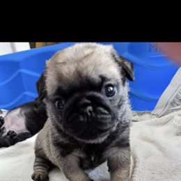 French Bulldog and Pug Puppies from Russell's Pugs and Frenchies
