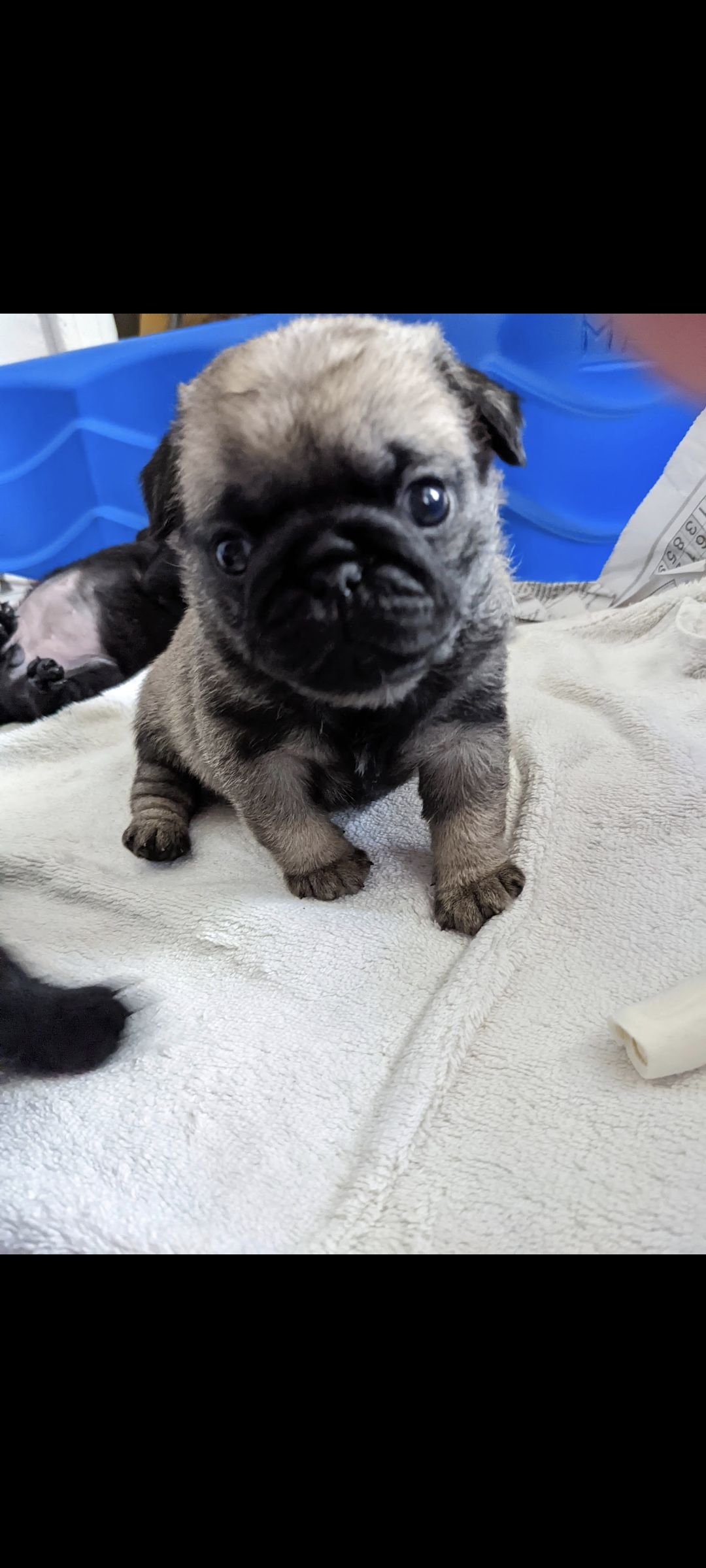 Buffalo - pug Buffalo Pug & Small Breed Rescue, Inc. | Tonawanda NY