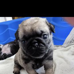 French Bulldog and Pug Puppies from Russell's Pugs and Frenchies