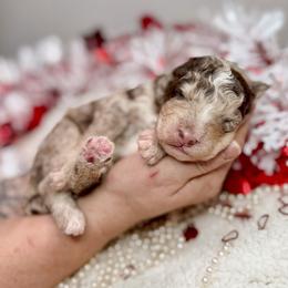 Bernedoodle, Goldendoodle, and Poodle Puppies from Poodle and Doodle Haven