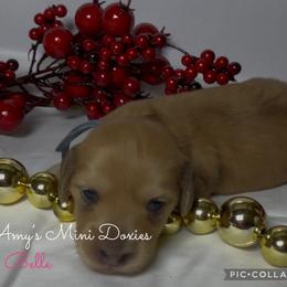 AKC Belle - Red female Dachshund puppy in Jena, Louisiana from Amy’s Mini Doxies