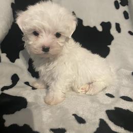 Maltese Puppies from TCBs Glowing Maltese