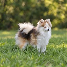Forbes - Pomsky