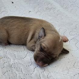 Fawn sable - Fawn female Italian Greyhound puppy in Phillips, Maine from Maplewood Italian Greyhounds